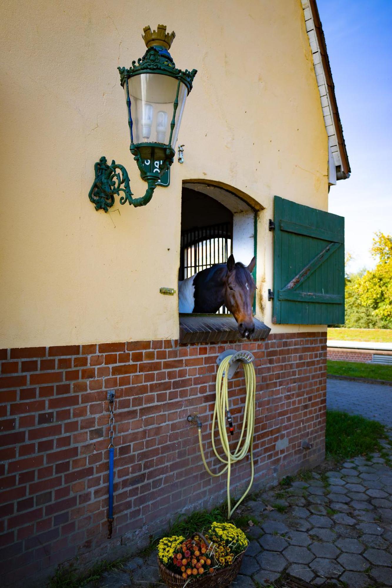 شقة Fewo Mit Pferdeboxen, Paddock Und Weide In Der Lueneburger Heide Vierhofen المظهر الخارجي الصورة